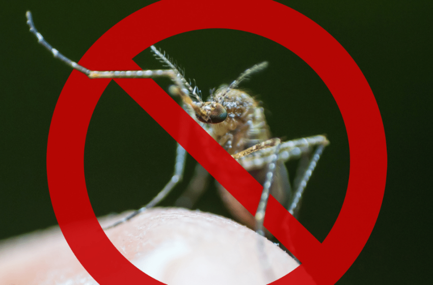  Linhagem do vírus da dengue encontrada pela 1ª vez no Brasil é mais transmissível e nociva; veja como se prevenir