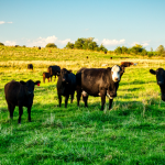 Pecuária e sustentabilidade: João Eustáquio De Almeida Junior analisa como o setor vem se adaptando às novas exigências ambientais e regulatórias.