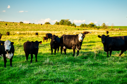 Pecuária e sustentabilidade: João Eustáquio De Almeida Junior analisa como o setor vem se adaptando às novas exigências ambientais e regulatórias.