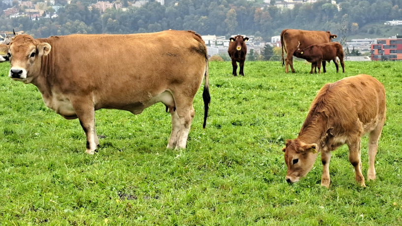 Entre produção e responsabilidade ambiental, João Eustáquio De Almeida Junior mostra os caminhos que a pecuária está trilhando para atender às novas demandas de sustentabilidade.
